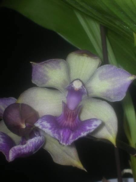 Zygonisia Cynosure '&quot;Blue Birds'