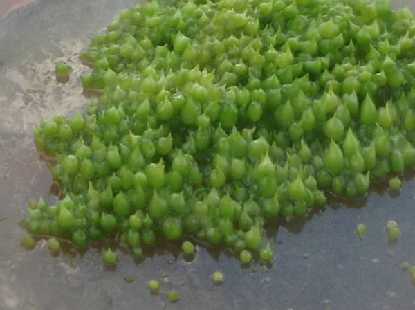 Protocorms