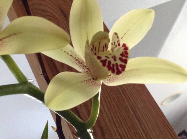 Cymbidium with honeydew drop