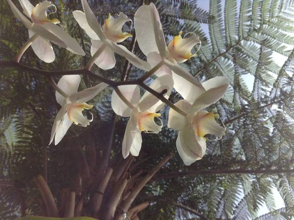 8 year Phal