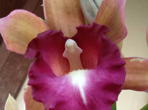 Phaius Orchid