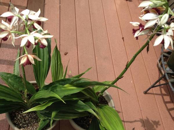 Phaius &quot;Looking At You&quot;