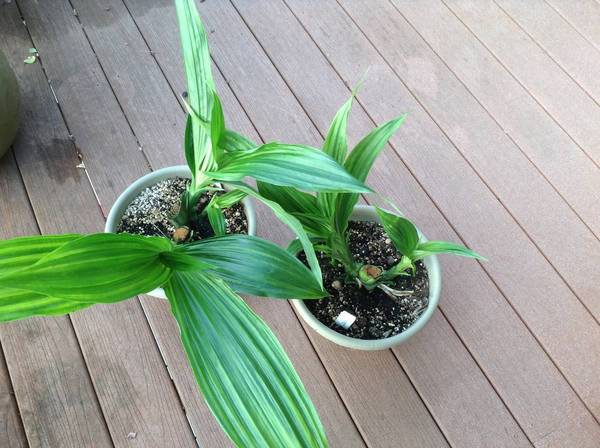 Trimmed Phaius