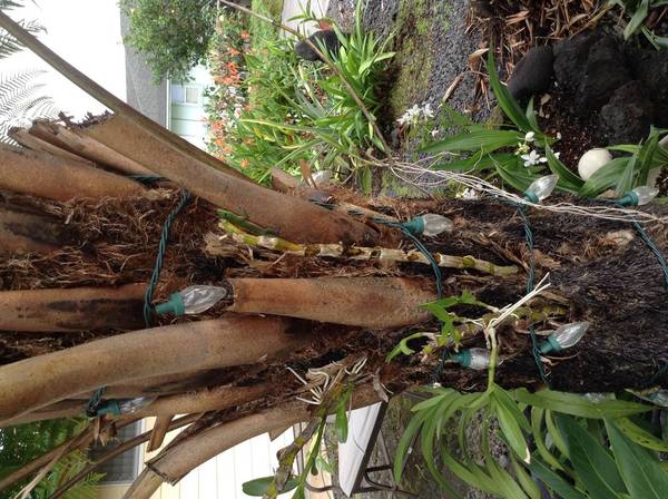 Dendrodium keiki