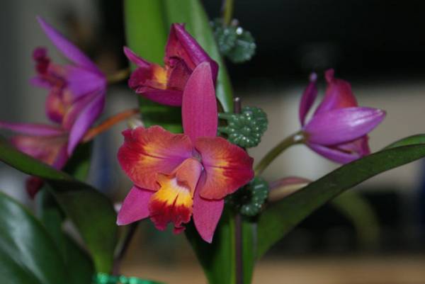 Slc. Hawaiian Splash