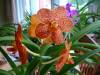 Ascda_Ken_Kone_Burnt_Orange_1.jpg