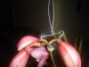 DSC00118.JPG