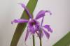 DSC00127.JPG
