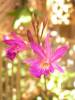 DSCN6812_Large_.JPG
