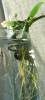 Den_oligophyllum_roots.jpg