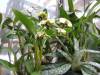 Dendrobium_atroviolaceum_0041.JPG