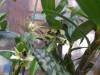 Dendrobium_atroviolaceum_011.JPG