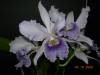 My_Orchids_09_045.jpg