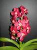 My_Orchids_09_0531.jpg