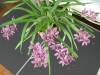 My_Orchids_09_0601.jpg