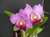 My_Orchids_09_067.jpg