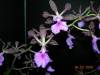 My_Orchids_09_077.jpg