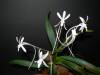 My_Orchids_09_088.jpg