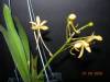 My_Orchids_09_097.jpg