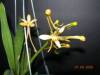 My_Orchids_09_099.jpg