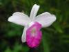 Orchid-White_and_Purple_Small_.jpg