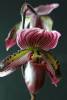 Paph_Redhawk_No_3_edit-1_email_sized.jpg