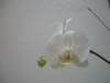 Phaelenopsis_Alba.jpg
