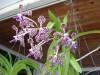 Tricolor_Vanda_Entire_Plant_low.jpg