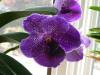V_Pure_Waxy_Violet_Blue_.jpg