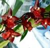 Wilsonara_Red_Pacific.jpg