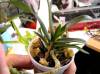 angraecum_didieri1.jpg