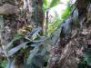 big_unknown_orchid-K41.jpg