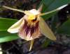 coelogyne_NOID.jpg