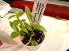 den_oligophyllum2.jpg