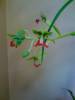 orchids8.jpg