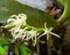 small_white_stars_detail-K41.jpg