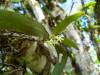 small_white_stars_whole_plant-K41.jpg