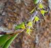 straggly_bulbophyllum.JPG