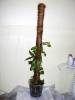 vanilla_planifolia_1.jpg
