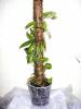 vanilla_planifolia_3.jpg