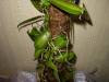 vanilla_planifolia_4.jpg