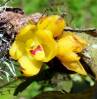 yellow_orchid2-K41.jpg