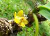 yellow_orchid_1-K41.jpg