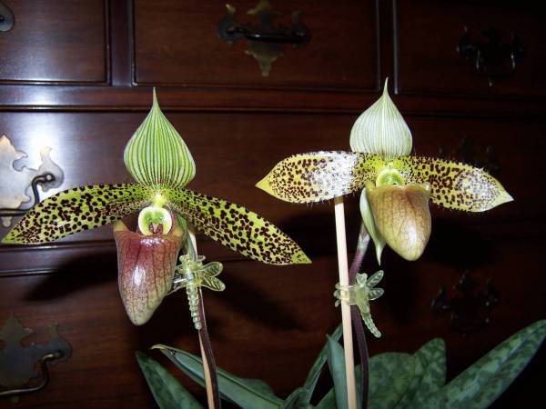 Paph. sukhakulii