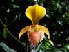 Paph_helenae_1.jpg