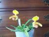 Paph_helenae_wn_13.JPG