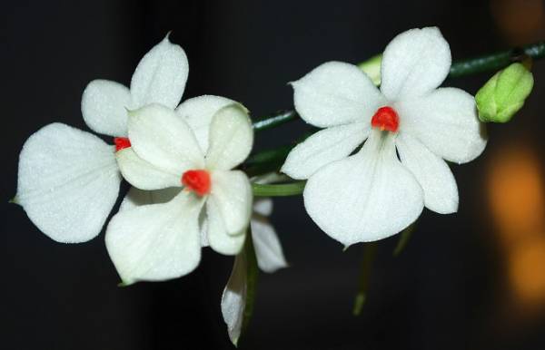 Aerangis luteo-alba v. rhodosticta