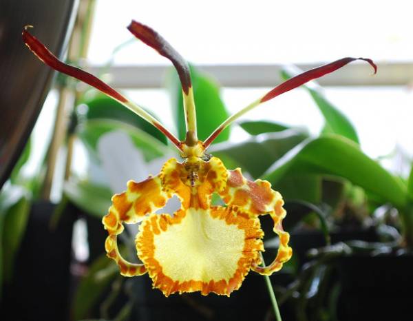 Psychopsis Mendenhall 'Hildos'
