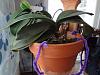 Phal is done for? continuing root rot-dsc00825-jpg