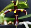 Phal mannii 'Black'-orchids-017-jpg